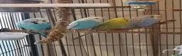 Budgerigars birds for sale: 4 Budgies with Large Cage – Complete Setup - Advert 1