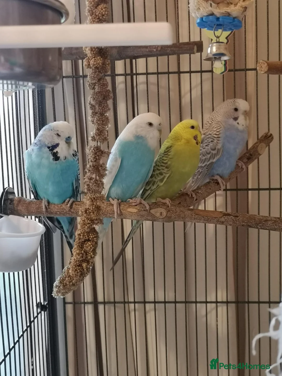 Budgerigars birds for sale: 4 Budgies with Large Cage – Complete Setup - Advert 1