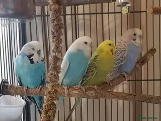 Budgerigars birds 4 Budgies with Large Cage – Complete Setup - Advert 1