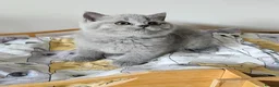 British Shorthair cats for sale: Beautiful British shorthair blue kittens NEUTERED - Advert 13