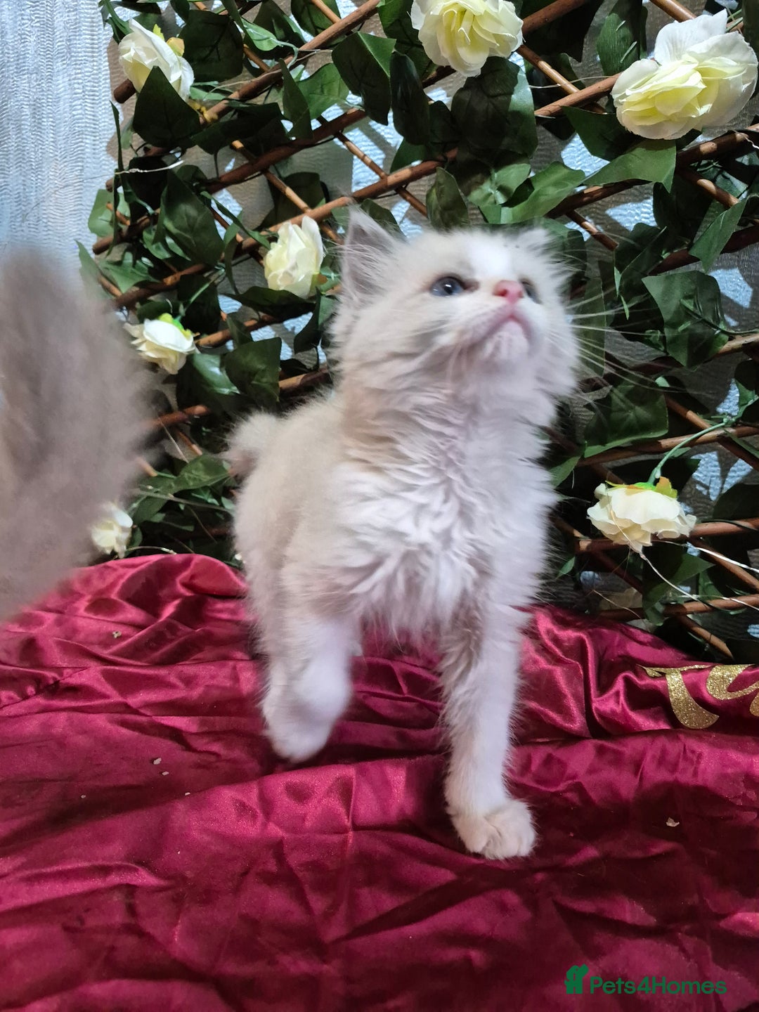 Ragdoll cats for sale: Two Brother's Ready now Mink ragdoll - Advert 5