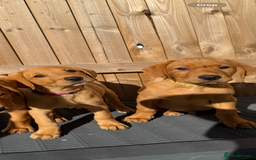 Labrador Retriever dogs for sale: READY NOW KC registered fox red Labrdor retriever  - Image 6