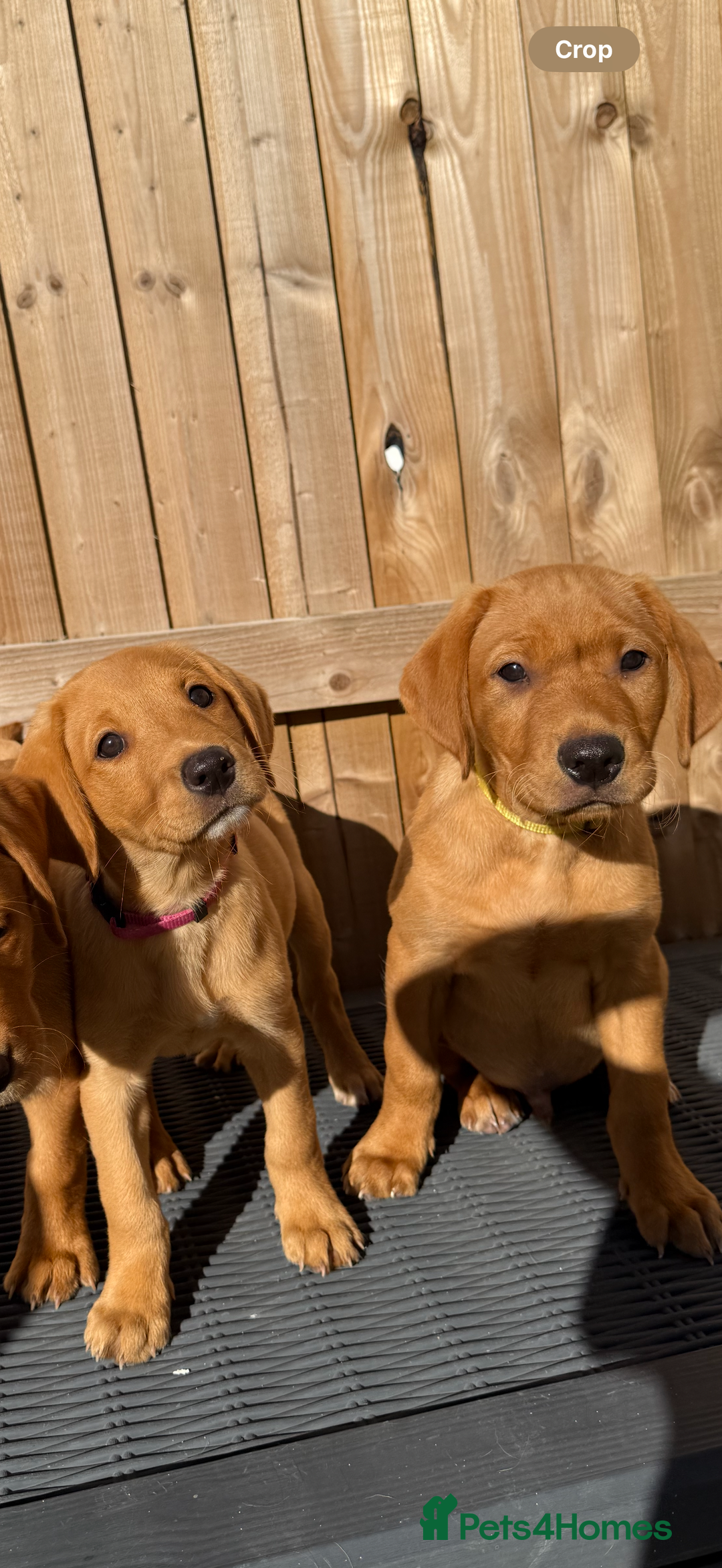 Labrador Retriever dogs for sale: READY NOW KC registered fox red Labrdor retriever  - Image 6