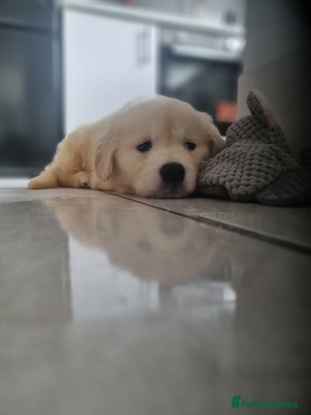 Golden Retriever dogs for sale: Stunning golden retriever male - Advert 6