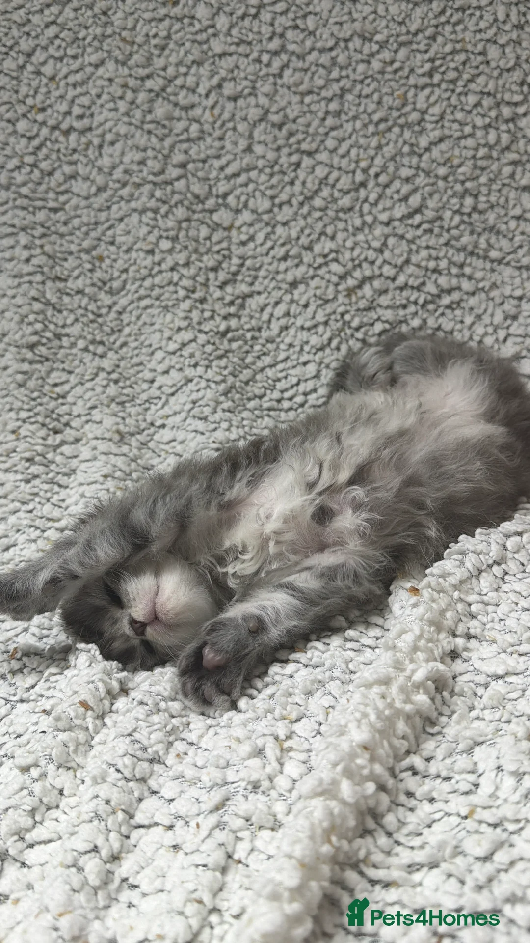 Maine Coon cats for sale: Beautiful maine coons - Advert 7