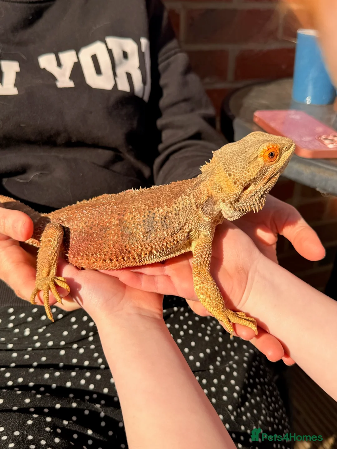 Bearded Dragon reptiles for sale: Bearded Dragon + 4ft Viv LumenIZE Setup - Advert 10