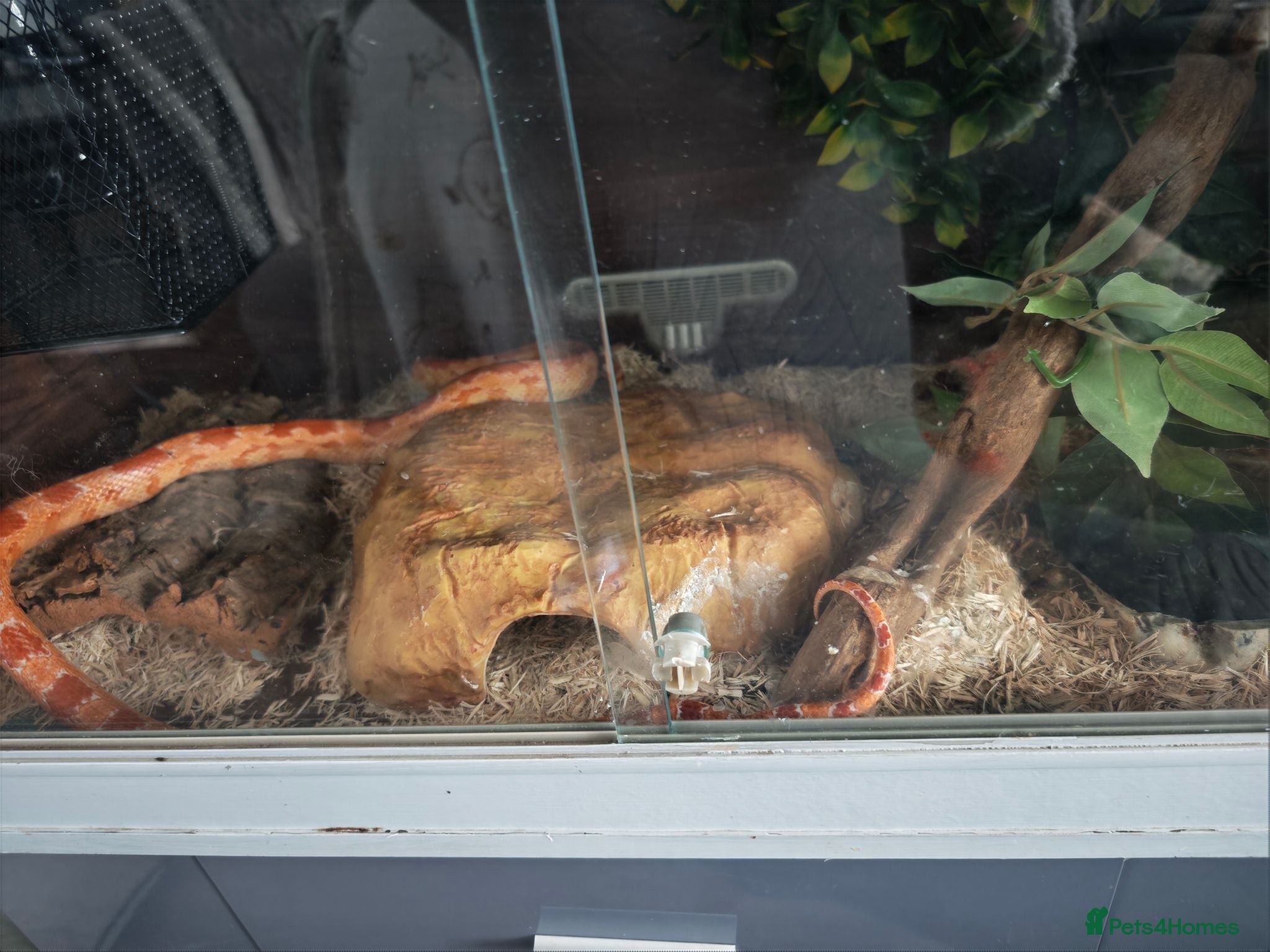 Mixed Breed reptiles Corn snake and royal python  - Advert 2