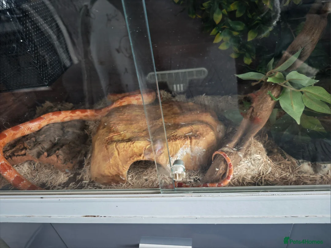 Mixed Breed reptiles for sale: Corn snake and royal python  in Leigh - Advert 1