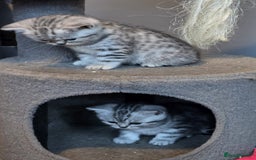 British Shorthair cats for sale: Beautiful bsh kittens  - Image 23