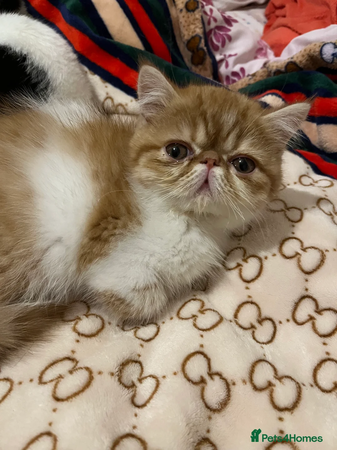 Exotic cats for sale: Exotic kittens  - Advert 29