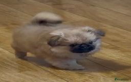 Pekingese dogs for sale: Gorgeous Pekingese puppies  - Image 13