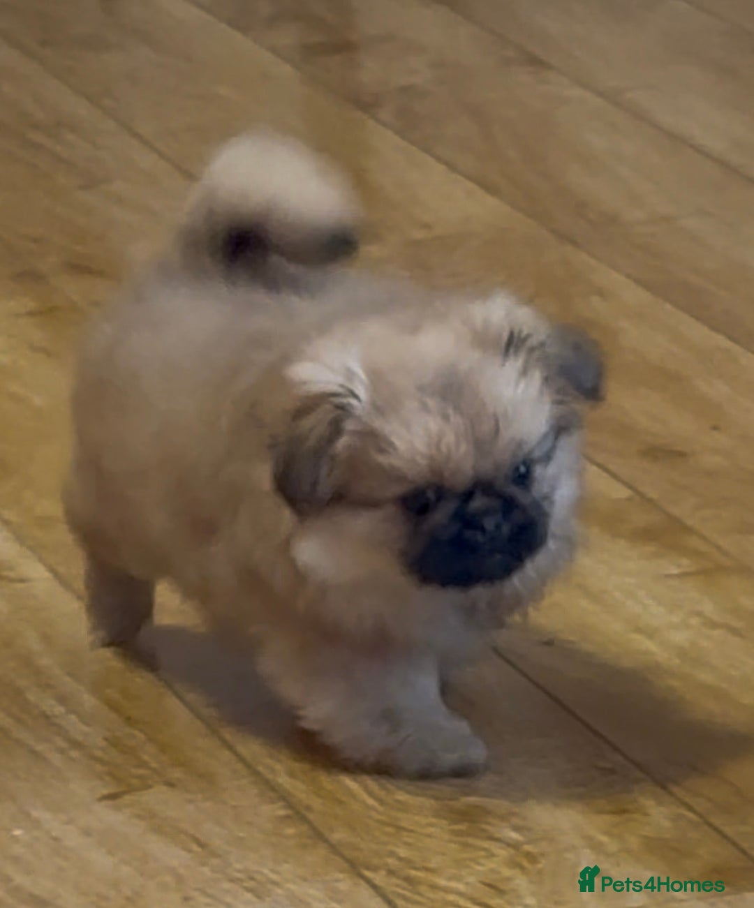 Pekingese dogs for sale: Gorgeous Pekingese puppies  - Image 13