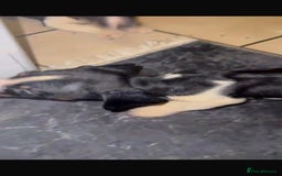 Mixed Breed dogs for sale: Adorable Dachshund x Jack Russell pups - Advert 2