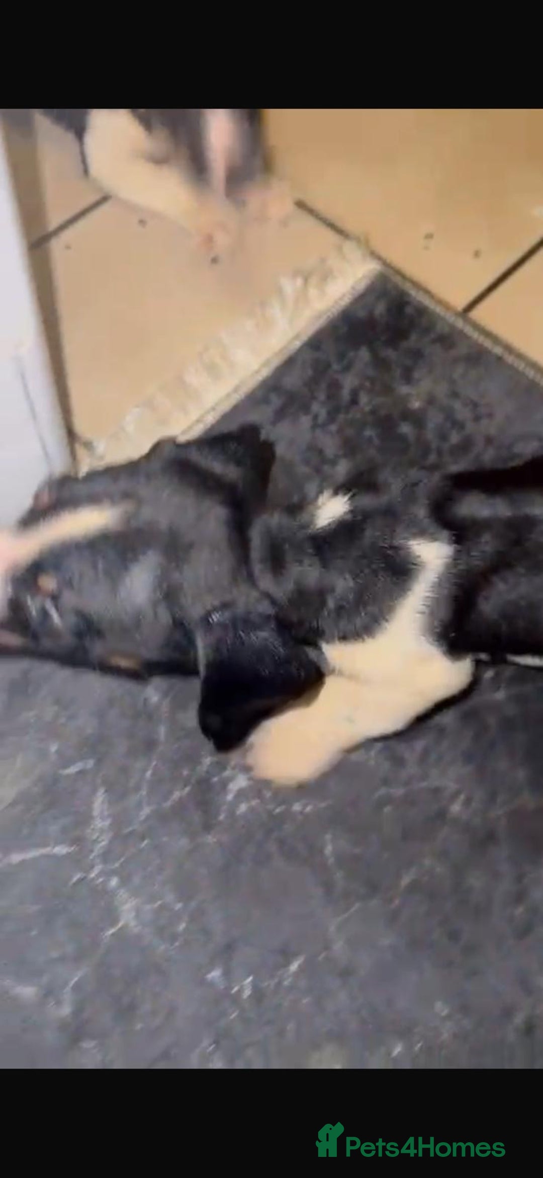 Mixed Breed dogs for sale: Adorable Dachshund x Jack Russell pups - Advert 2