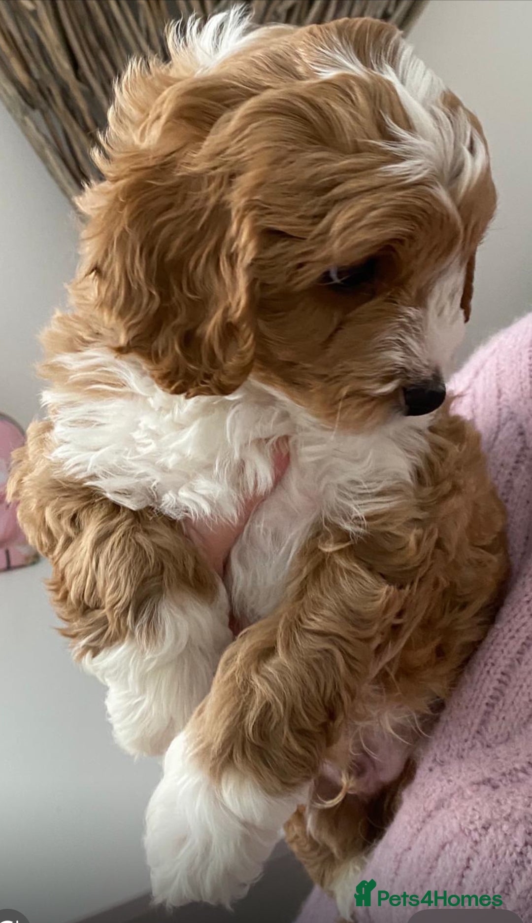 Gallery Image {{count}}