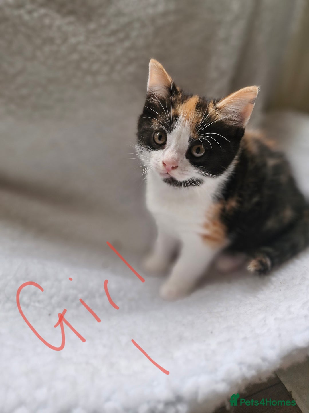 British Longhair cats for sale: 3 female bsh cross  - Image 2