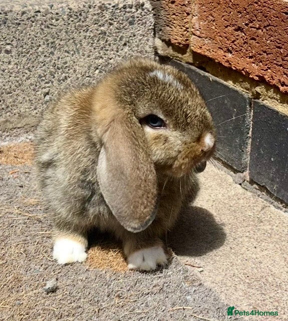 Mini Lop rabbits Beautiful Mini Lops - Advert 14