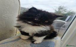 Mixed Breed cats for sale: Adorable Fluffy little Boy  - Image 2