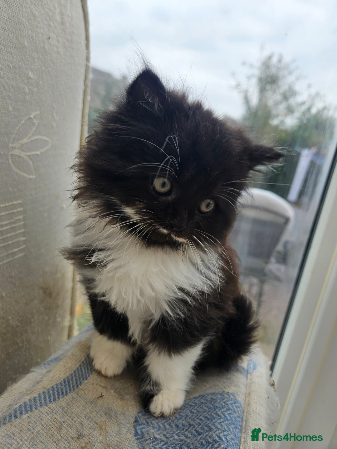 Mixed Breed cats for sale: Adorable Fluffy little Boy  - Image 2