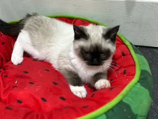 Ragdoll cats Ragdolls kitten 1 boy 2 girls - Advert 3