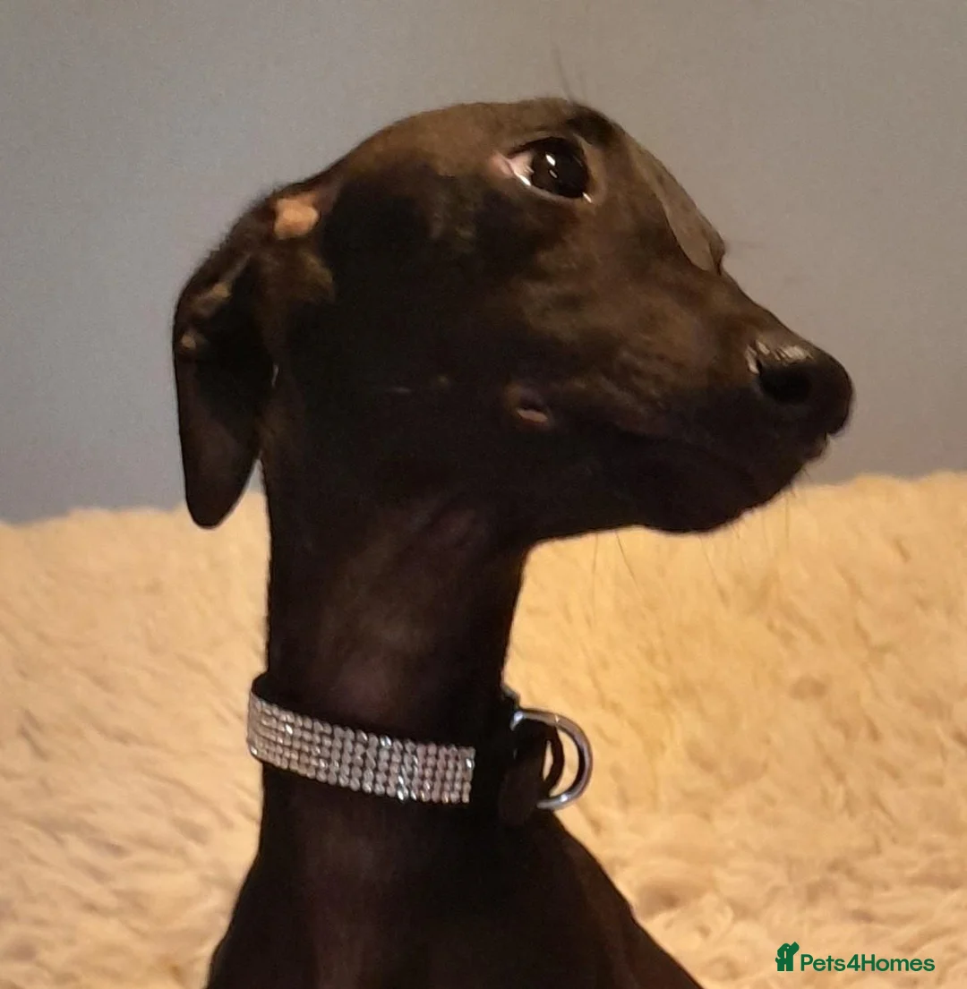 Italian Greyhound dogs for sale: EXCEPTIONAL TOP QUALITY KC REG. ITALIAN GREYHOUNDS in Bury Saint Edmunds - Advert 14