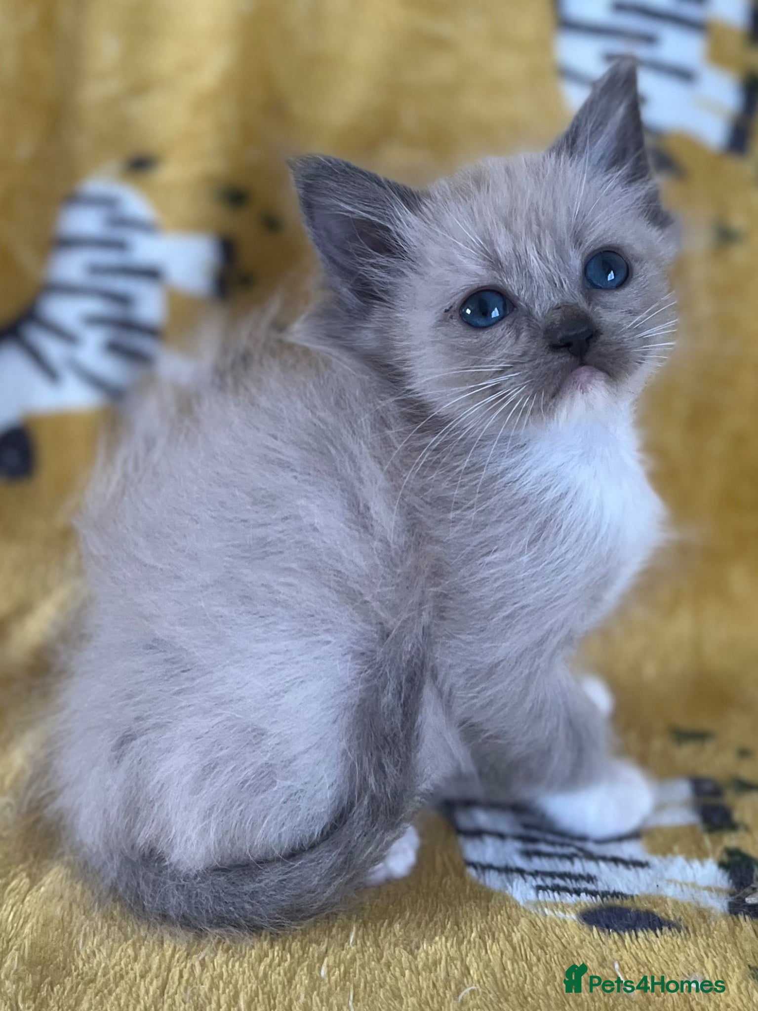 Ragdoll cats Full pedigree ragdoll boys  - Advert 8