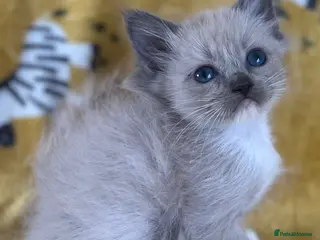 Ragdoll cats Full pedigree ragdoll boys - Advert 8