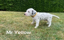 Dalmatian dogs for sale: KC Registered Dalmatian Puppies (Scotland) - Image 8
