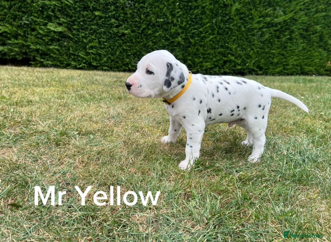Dalmatian dogs for sale: KC Registered Dalmatian Puppies (Scotland) - Image 8