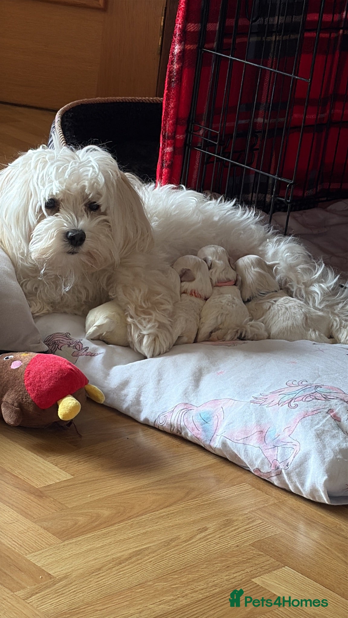 Maltipoo dogs Puppies - Advert 1