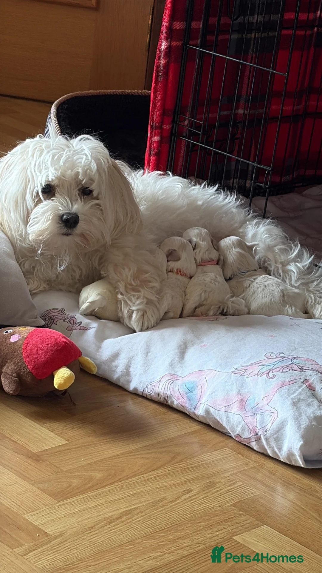 Maltipoo dogs for sale: Puppies in Falkirk - Advert 1