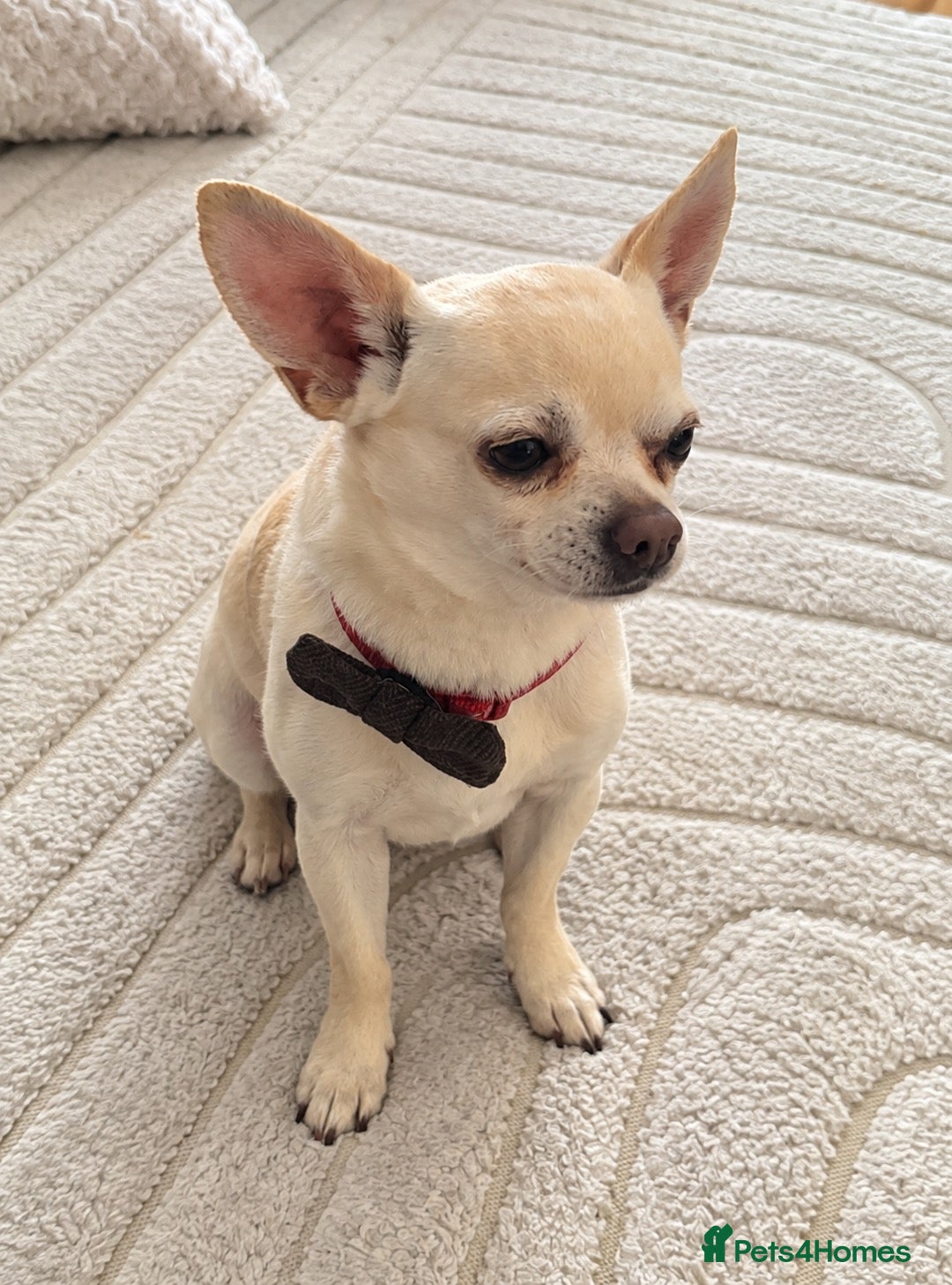 Chihuahua dogs Chihuahua stud - Advert 13