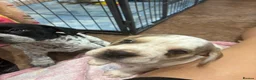 Mixed Breed dogs for sale: (Ready to leave)Cocker X Frenchie puppies in Northwich - Advert 27