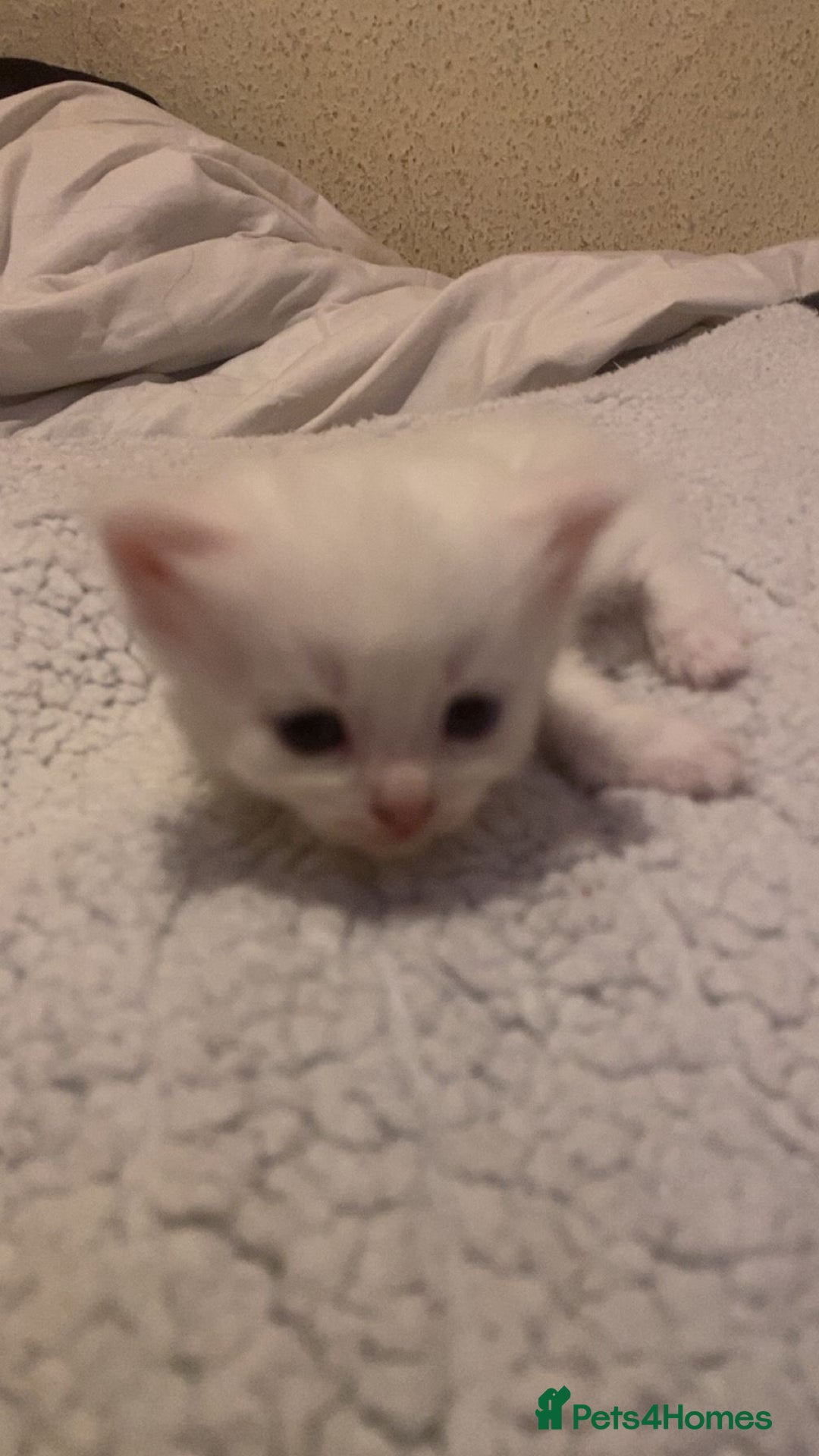 Mixed Breed cats for sale: beautiful kittens for sale  - Image 6