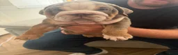 English Bulldog dogs for sale: !! Ready to leave Friday English Bulldog puppy’s ! - Advert 34