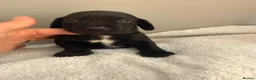 Dachshund dogs for sale: Essex Based Miniature Dachshund Puppies  in Wickford - Advert 8