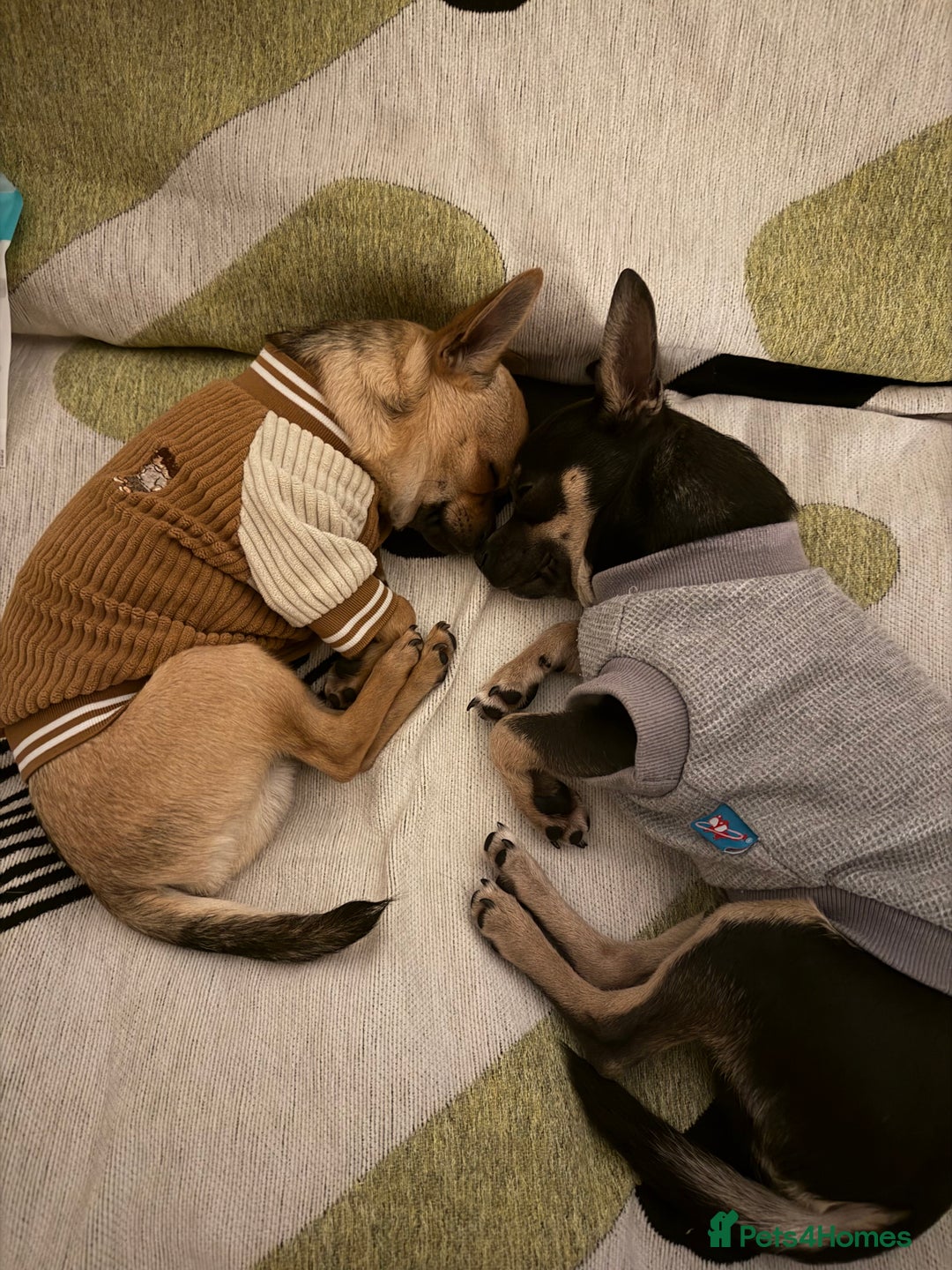 Chihuahua dogs for sale: Two male chihuahuas pups  - Image 1