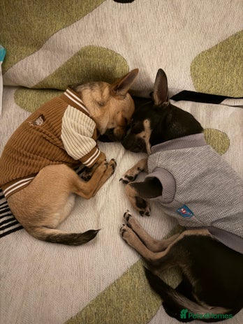 Chihuahua dogs - Advert 1