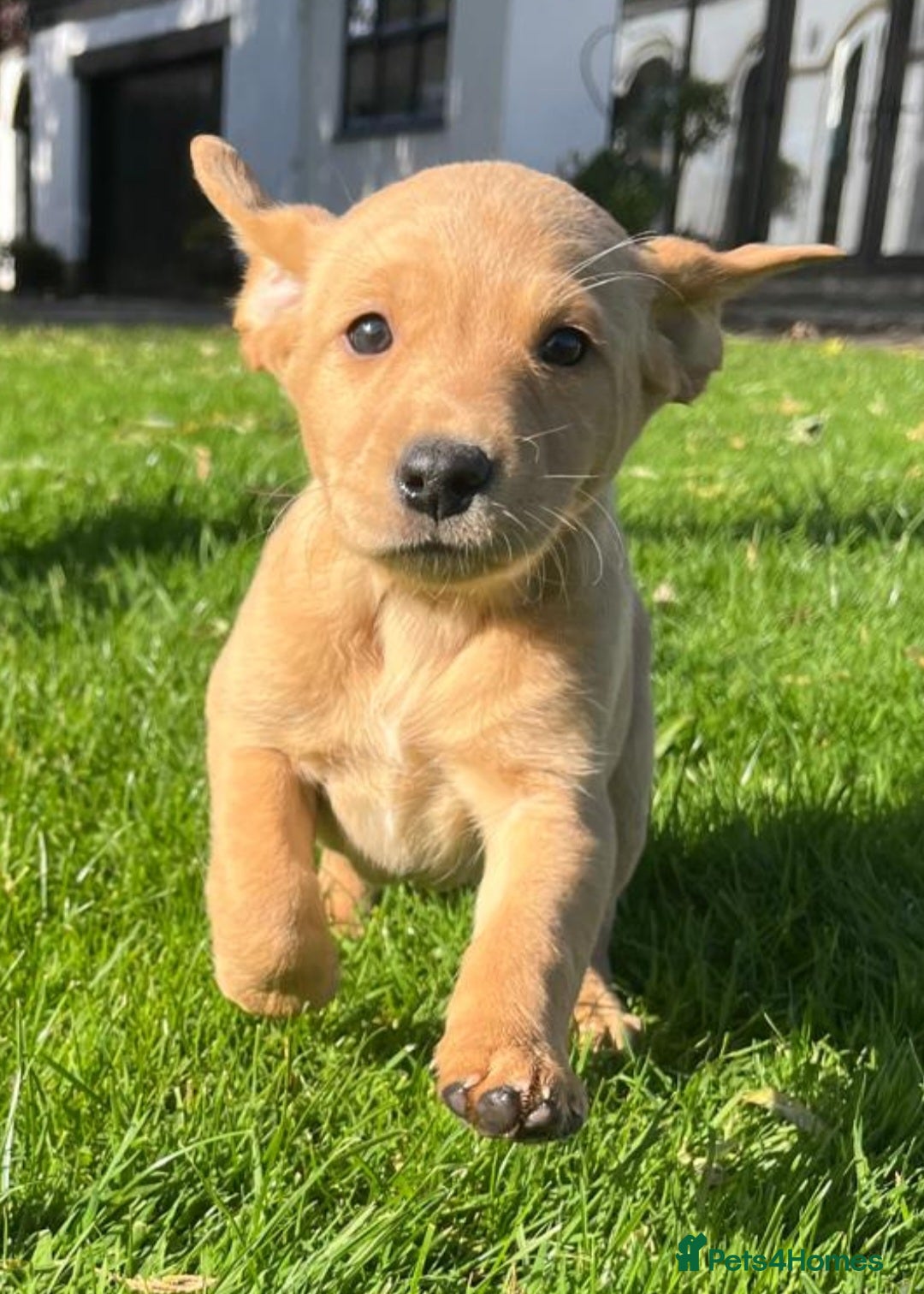 Labrador Retriever dogs for sale: Working Lab's  - Image 1