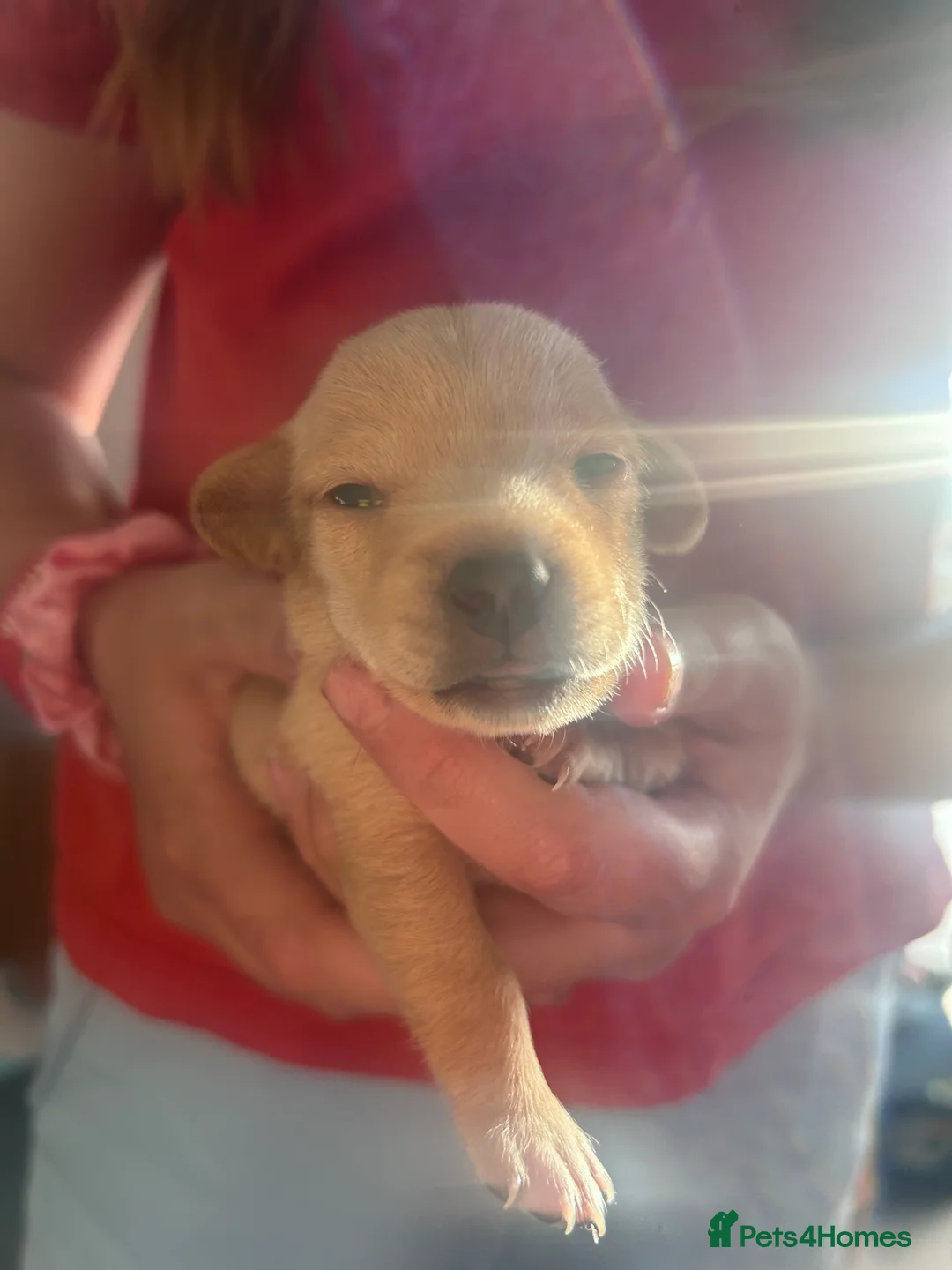 Mixed Breed dogs for sale: Miniature dashchundxminature dashchundxPomeranian  - Advert 2