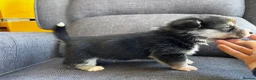 Welsh Corgi Pembroke dogs for sale: KC Registered Pembroke Welsh Corgi Puppies in Salisbury - Advert 9
