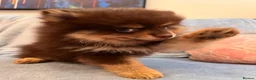 Pomeranian dogs for sale: SUPER FLUFFY Pomeranians ready to leave NOW - Advert 5