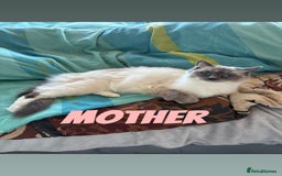 Ragdoll cats for sale: RAGDOLL BLUEPOINT/BICOLOR FOR SALE!!! - Image 7