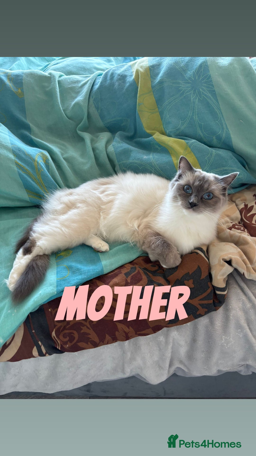 Ragdoll cats for sale: RAGDOLL BLUEPOINT/BICOLOR FOR SALE!!! - Image 7
