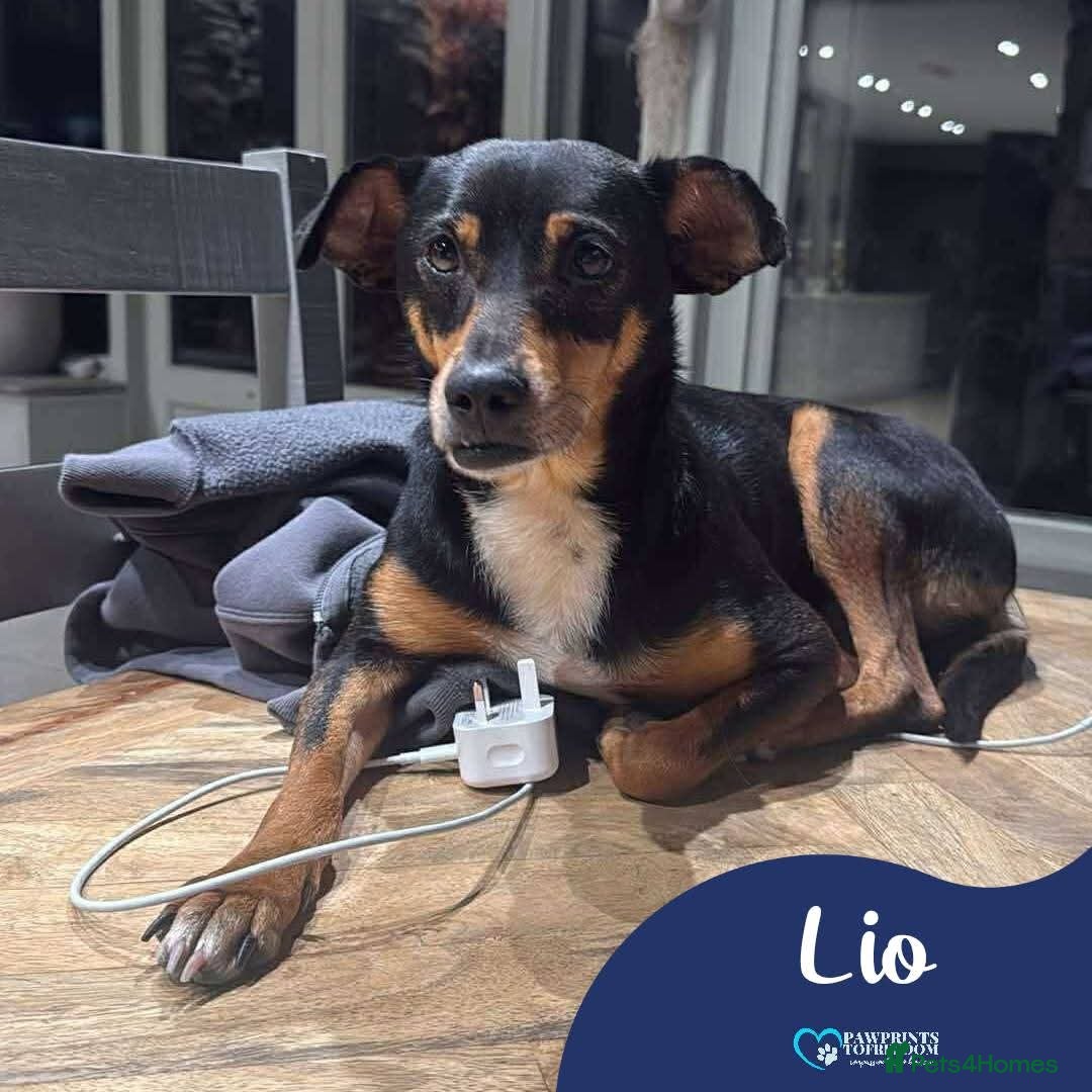Mixed Breed dogs Meet Lio, currently residing in South Yorkshire  - Advert 1