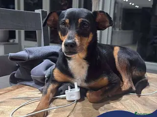 Mixed Breed dogs Meet Lio, currently residing in South Yorkshire - Advert 1