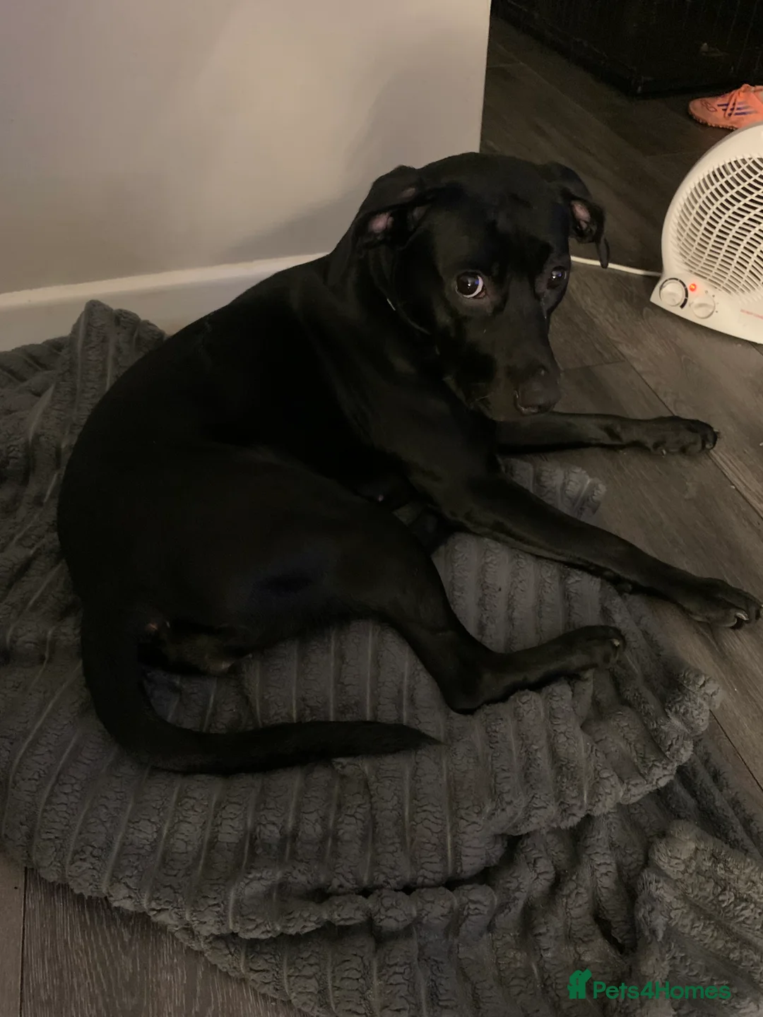 Mixed Breed dogs for sale: Roxy  - Advert 1