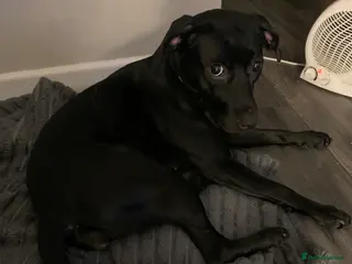 Mixed Breed dogs Roxy - Advert 1