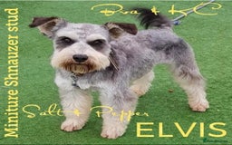 Miniature Schnauzer dogs for sale: Beautiful pure Breed miniature schnauzers - Image 13