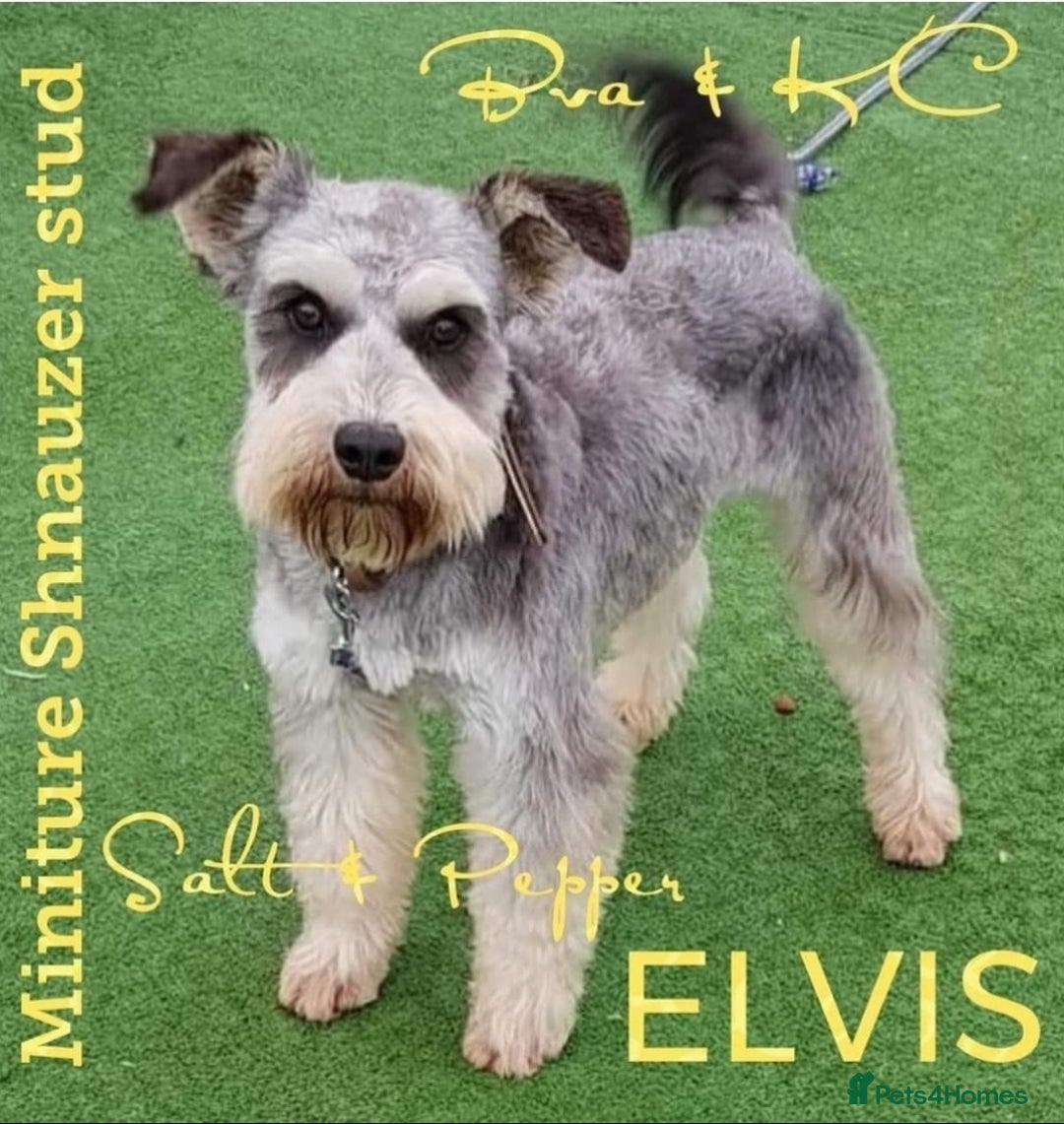 Miniature Schnauzer dogs for sale: Beautiful pure Breed miniature schnauzers - Image 13